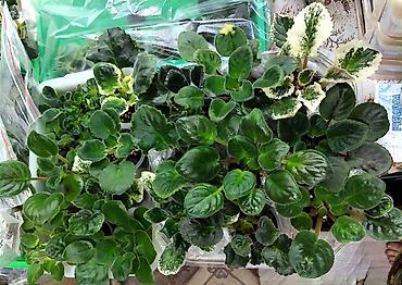 Фиалки и глоксинии: В продаже крупные детки и стартеры, взрослые сортовые фиалки, Отправка — 3