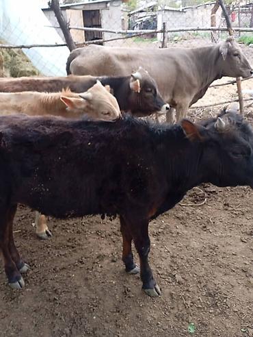 Коровы, быки: Продаю | Бык (самец) | На откорм — 14