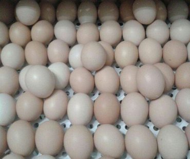корм для кур несушек цена бишкек в Кыргызстан: Продаю | Куры, Петух, Цыплята | РОСС 308, Арбор айкрес, КОББ 500 | На забой, Для разведения, Несушки
