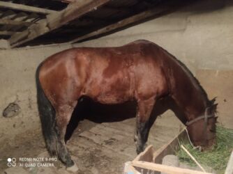 сколько стоит собака доберман: Сатам | Жылкы (эркек)