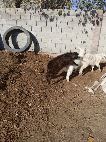 ит кыргыз добот: Продаю | Козлёнок | Полукровка | Для разведения | Племенные