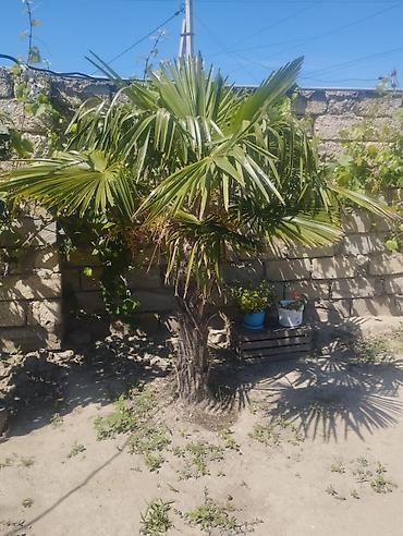 xurma agaci: Trachycarpus fortunei (Vind palmı) – həyətyanı sahələr və bağlar üçün — 1