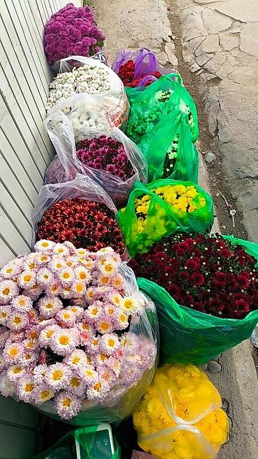 цикломен цветы: Хризантемы с крупными и средними соцветиями, Разнообразие форм и — 6