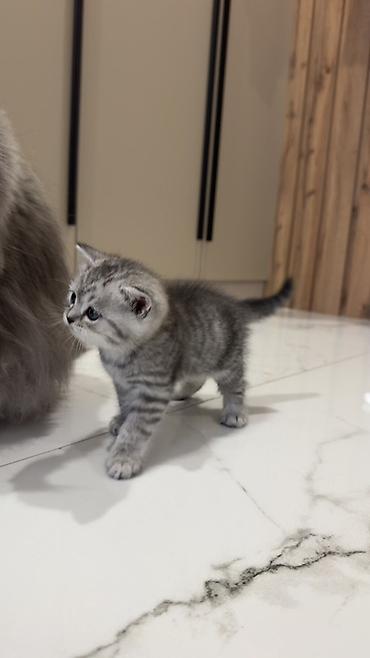 Продажа кошек: Три кошки и один кот Породистые котята серебристого окраса — 19