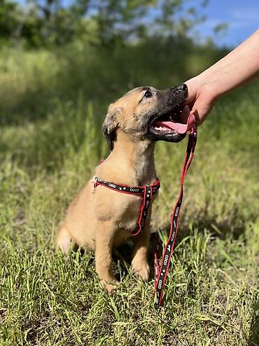 Отдам даром собаку: Ищем дом для маленькой Бусинки 🐾🏡 Группа «Зоозащита Бишкек» ищет — 4