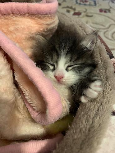 Отдам даром кошку: Кошка даром: Беспородная, 1 месяц, Девочка, Приучена к лотку, Проглистована — 2