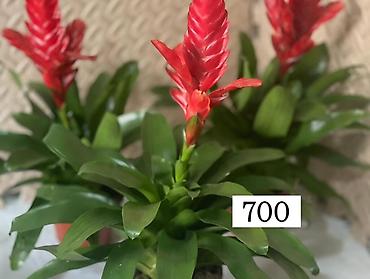 Антуриумы: Комнатные декоративные растения в горшках: - Антуриум (красные — 2