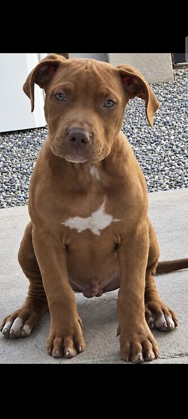 Pitbul, 2 ay, Erkək, Peyvəndli, Ünvandan götürmə lalafo.az -da Pitbul, 2 ay, Erkək, Peyvəndli, Ünvandan götürmə