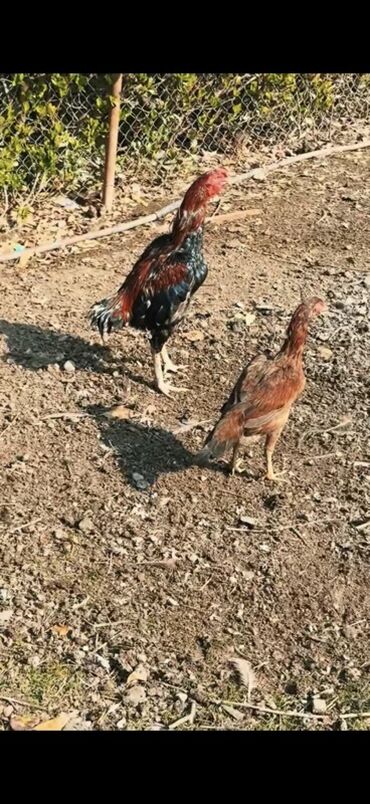 Xoruzlar: Məhsul: Uzunboyun, möhkəm ayaqlı, sərt bədən quruluşlu döyüş tipli — 7