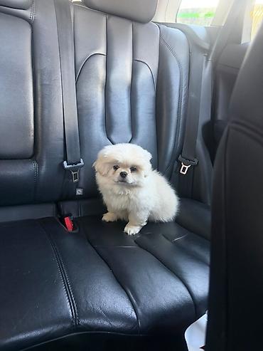 labrador it: Pekines — 2