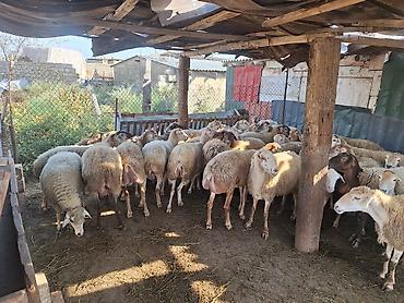 qoyun itləri: Kök kəsgilik heyvanda var damazdığa gedəndə var seçib də götürə bilər — 1