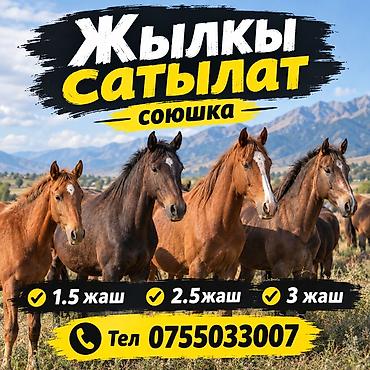 С/х животные и товары: Продаю | Жеребец | На забой — 1