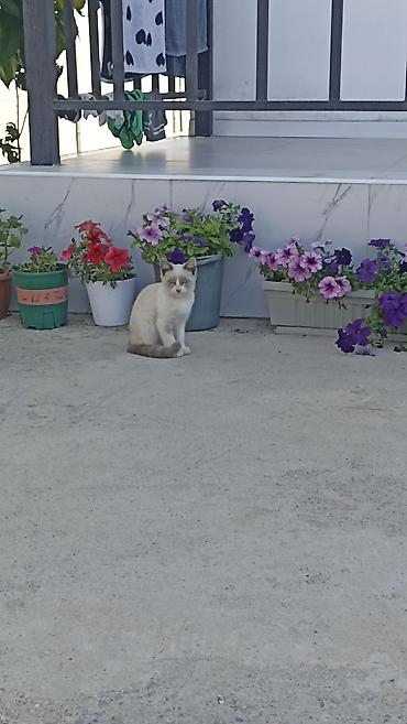 серая кошка: Котята — два очаровательных малыша домашнего типа: - Окрас: один — 3