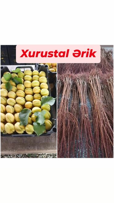 Tinglər: Məhsul: meyvə tingləri Xüsusiyyətlər: - Hər növ meyvə tingləri — 5