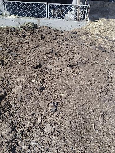 отдам даром одежду: Навоз жылкыныкы — 2