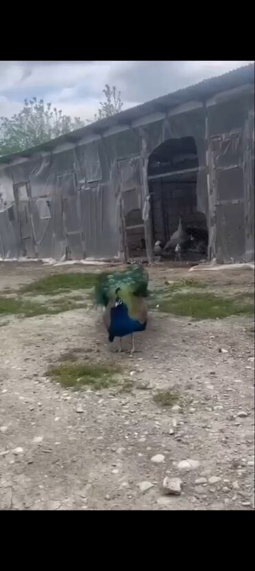 qırğı quşu: 4 yaşlı Tovuz qusu tam saglam