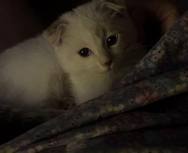 Продажа кошек: Скотиш Фолд (Шотландская вислоухая), 2 месяца, Девочка, Метис, Приучена к лотку — 1