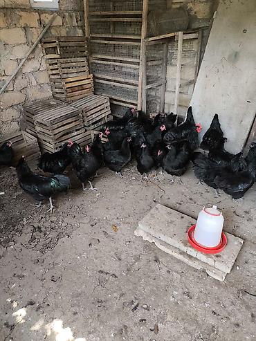 Toyuqlar: Toyuq, Australorp, Yumurtalıq — 5