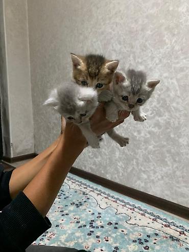 Британская короткошёрстная, 3 месяца, Девочка, Золотая шиншилла, Приучена к лотку, Проглистована at lalafo.kg — 8 Британская короткошёрстная, 3 месяца, Девочка, Золотая шиншилла, Приучена к лотку, Проглистована — 8