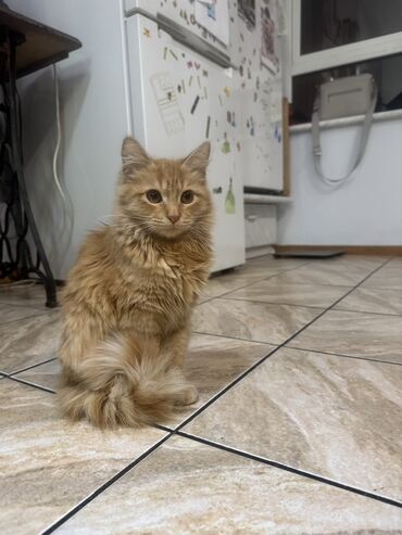 домик кошке: Породасыз, 6 айлык, Эркек, Кызгыл сары, Лотокко барууга үйрөтүлгөн