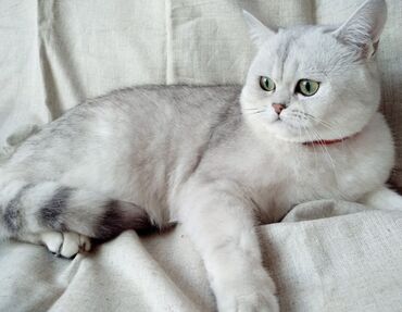 сколько стоит британская короткошёрстная кошка: Британская шиншилла серебристого окраса 6 месяцев, девочка