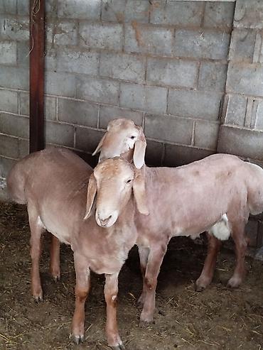 Баран, овца: Продаю | Баран (самец) | Для разведения — 3