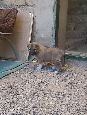 it balasi: Alabay, 1 ay, Dişi, Ünvandan götürmə — 2