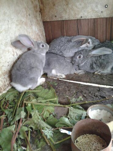 кролики домашние: Кролики 600сом 4х.месяцев