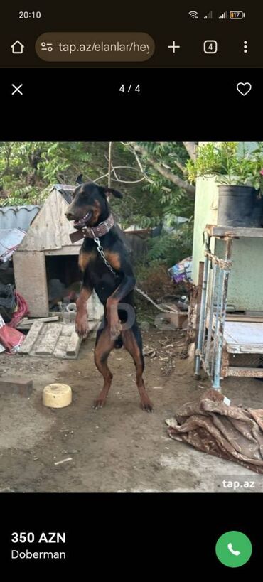 cuceye verilen adlar: Doberman, 3 il, Erkek, Ünvandan götürmə