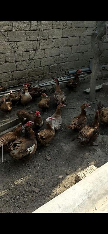 ordəyi: Krasnadar və lavanta sortu lal ördəy yumurtaları Tam mayalı və iri — 3