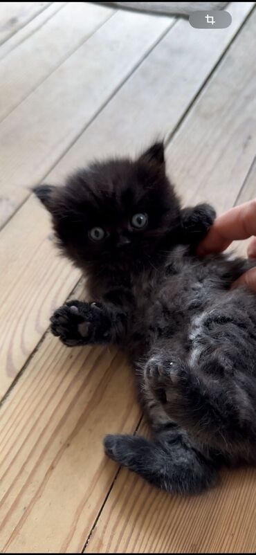şotlandiya pişiyi: Шотландские котята . Родились 19 марта. Цена 200 Ман. Реальному