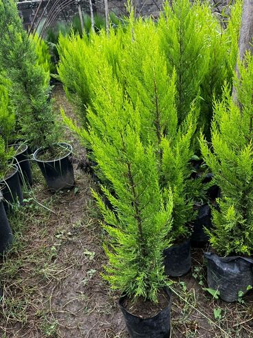 Şitillər: Bütün növ dekarativ ağacların və kol bitkiləri və meyvə ağacların -da lalafo.az — 3 Şitillər: Bütün növ dekarativ ağacların və kol bitkiləri və meyvə ağacların — 3