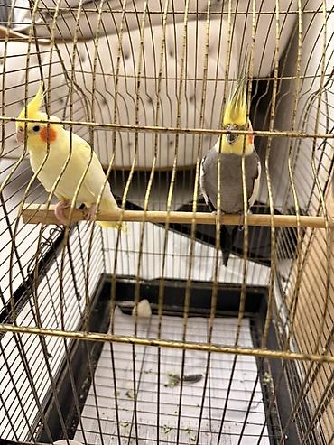it ucun yuva: Nymph paraketləri (Cockatiel) – sarı və boz rəng variantları - Növ — 3