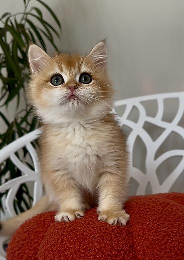 Котята породы британская золотая шиншилла есть мальчик и девочки все