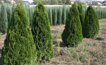 Toxumlar: Thuja toxumları, sərv, Arizona sərv, mavi thuja, qərb thuja və şərq — 13