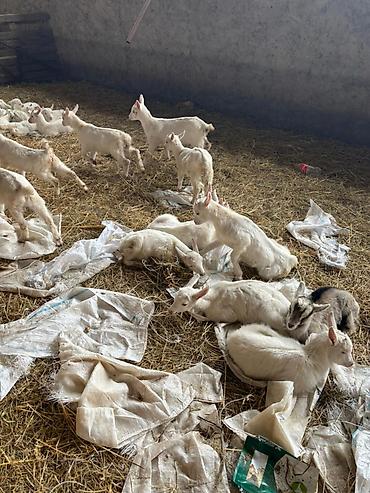 Mal-qara: Salam təmiz qan sanem keçiləri kom satılır 260 baş heyvandir — 3