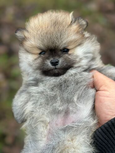 İtlər: Şpitz, 2 ay, Dişi — 8