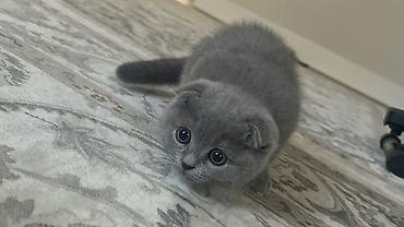 сколько стоят шотландские кошки: Шотландский вислоухий котёнок (Scottish Fold), окрас: сплошной серый — 3