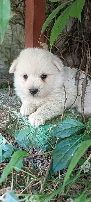 Psi: Na prodaju prelepi štenci belog nemačkog špica, oštenjeni 12. januara — 9