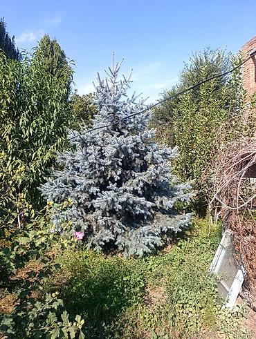 Ель голубая (Picea pungens ‘Glauca’) для озеленения участка. 45тысяч