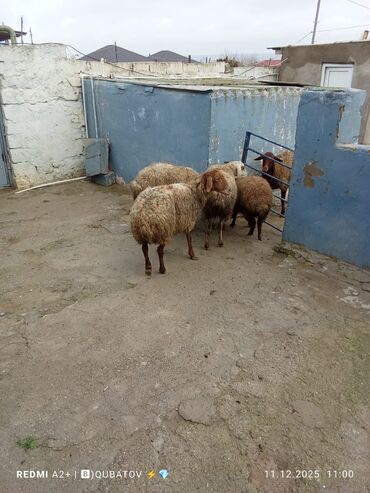Qoyunlar, qoçlar: 3 qoyun 1 quzu satılır biri ana baladir dişi bala ilə kom 1.150 — 2