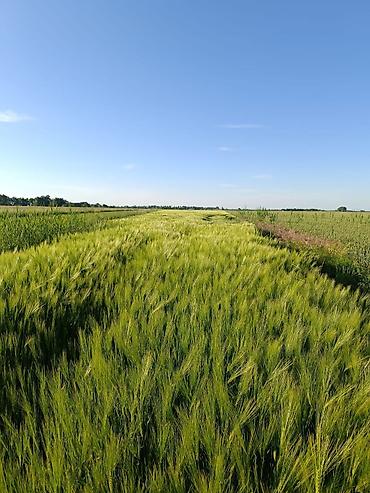 Зерновые культуры: Яровой ячмень, сорт „Космос " второй репродукции. Урожай 2025 — 4