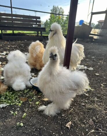 где купить инкубационное яйцо породистых кур: Продам китайский шелк куры петухи