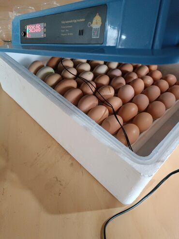 бролерные яйца: Продаю | Инкубационные яйца | Для разведения