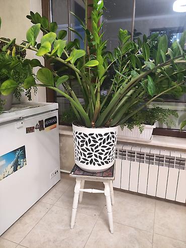 долларовое: Замиокулькас (Zamioculcas zamiifolia) крупного размера в декоративном — 2