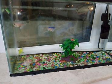 akvarium balıqları: Salam satilir hərşey daxil cəmi 30 azn — 2