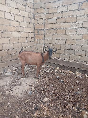 keci heleb: Alpin tekesi 1 yasi orijinaldi.Unvan bineqedi real aliciya endirim — 2
