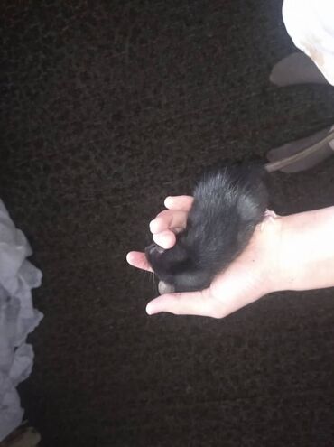 Крысы: Предлагаются к продаже очаровательные маленькие крысята различных — 2