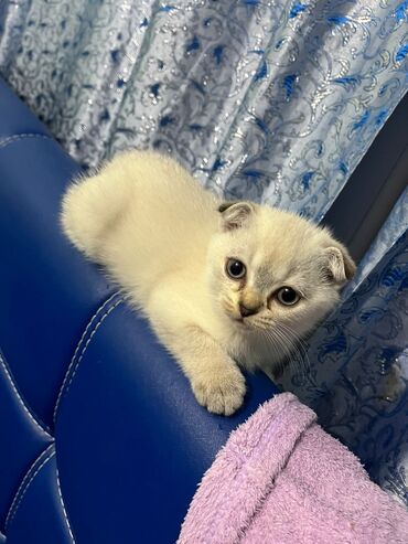 Pişiklər: Şotland yastı qulaq, Erkək, Dişi, Yaxşı əllərə, Ünvandan götürmə, Pulsuz çatdırılma, Ödənişli çatdırılma — 113