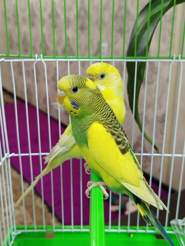 фарель живой: Ассаламу алейкум туугандар Попугай сатылат 🦜 Клетка менен баасы 3200🤝✅